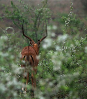 Meru NP