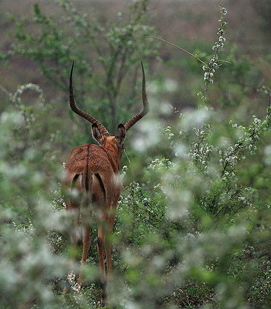 Meru NP