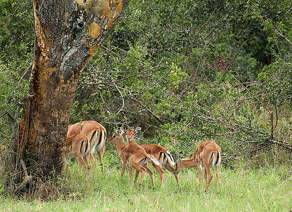 Laikipia