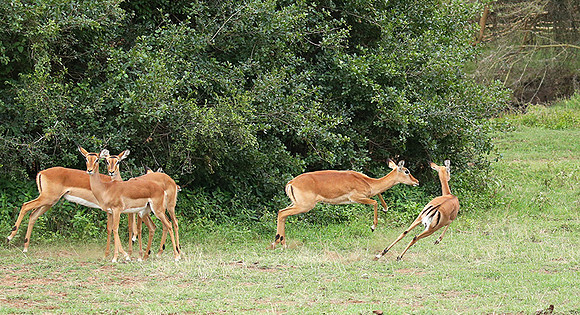 Laikipia