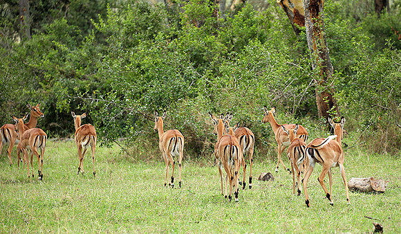 Laikipia