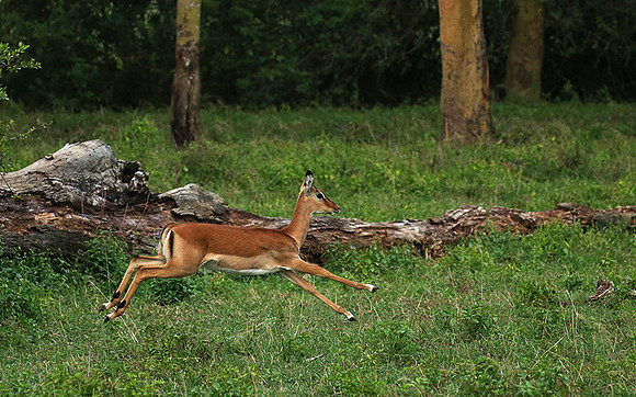 Laikipia