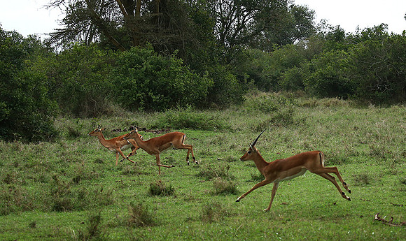 Laikipia