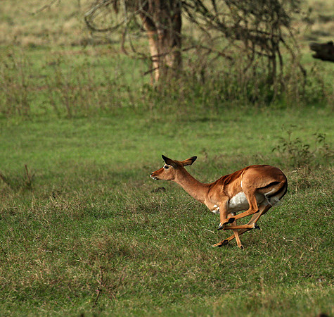 Laikipia