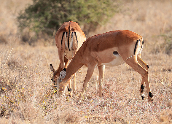 Nairobi National parc