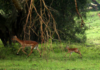 Impalas