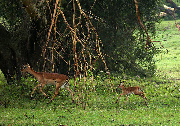 Laikipia