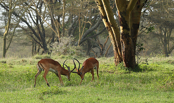 Laikipia
