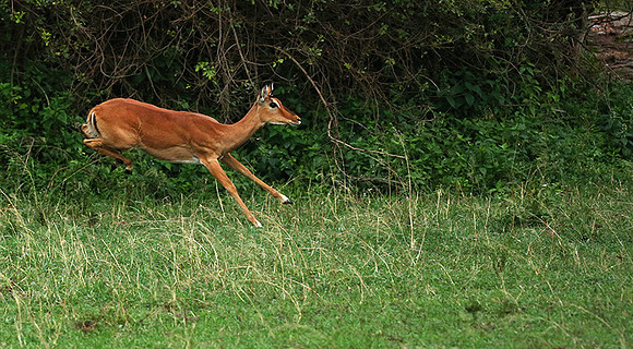 Laikipia