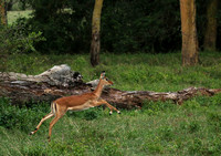 Laikipia