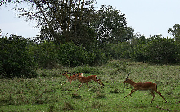 Laikipia