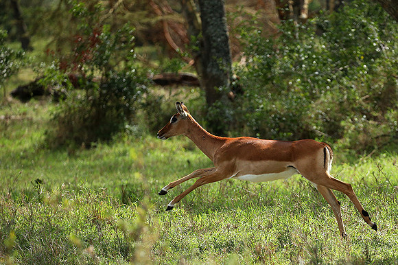 Laikipia