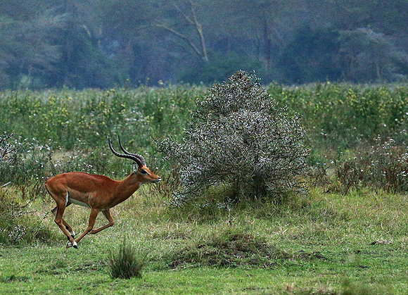 Laikipia