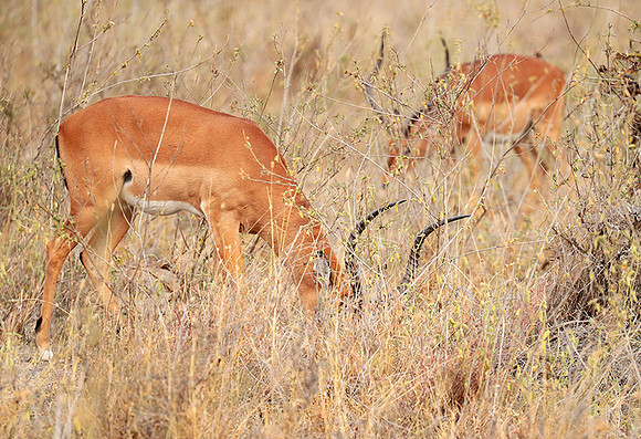 Nairobi National parc