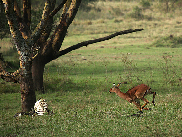 Laikipia