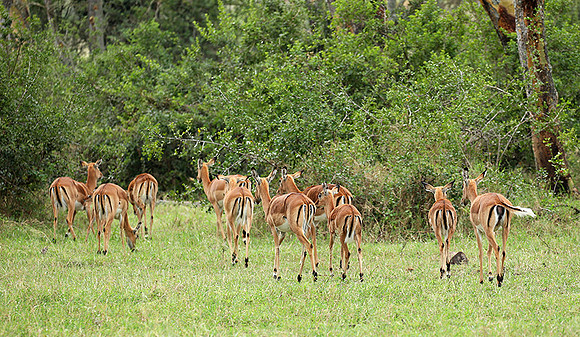 Laikipia