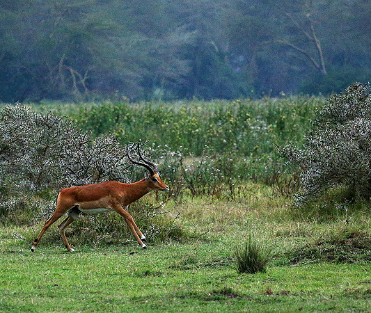 Laikipia