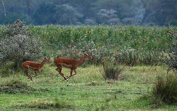 Laikipia