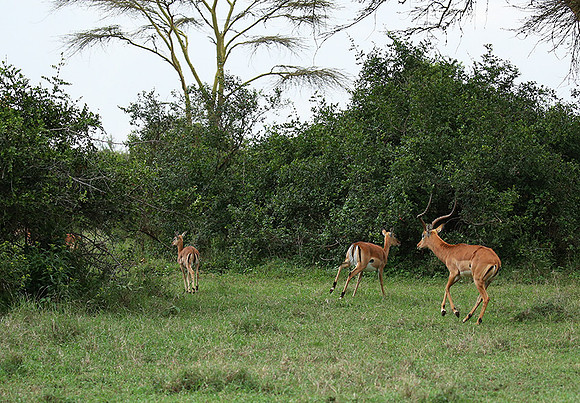 Laikipia