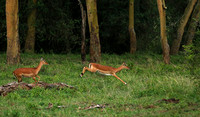 Laikipia