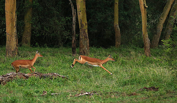 Laikipia