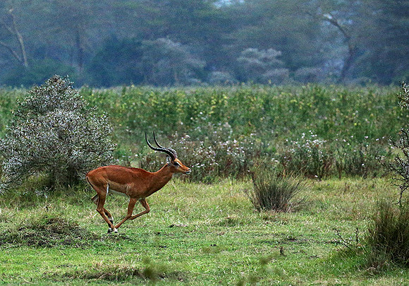 Laikipia