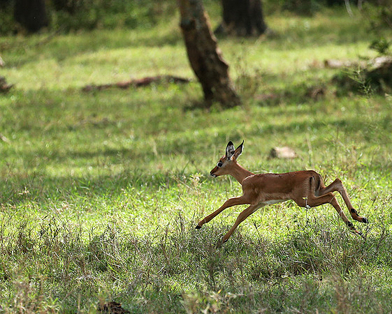 Laikipia