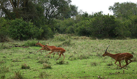 Laikipia