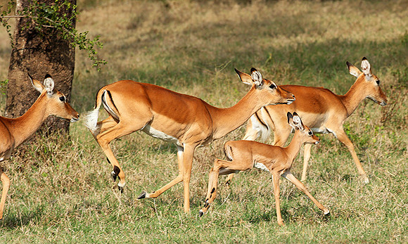 Laikipia