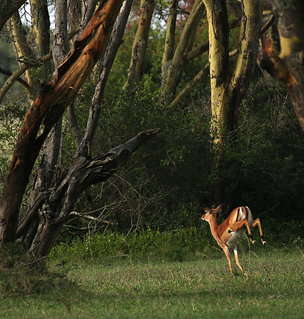 Laikipia