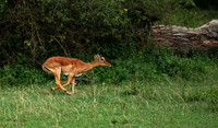 Laikipia