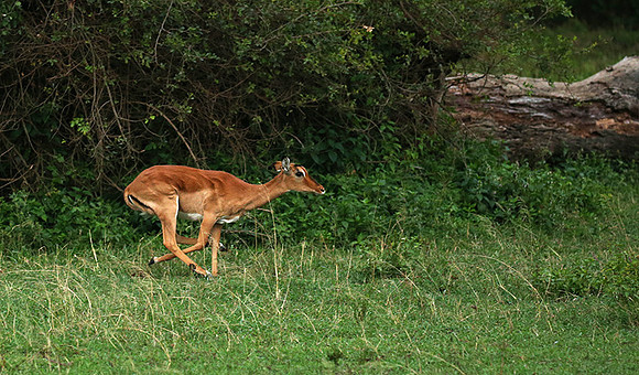 Laikipia