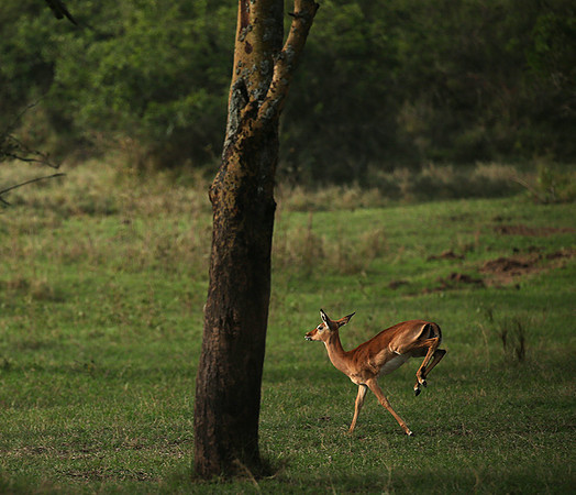 Laikipia