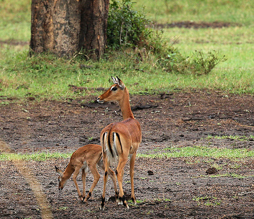 Laikipia