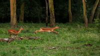 Laikipia