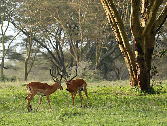 Laikipia