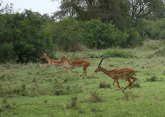 Laikipia