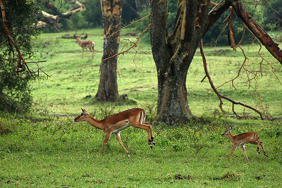 Laikipia