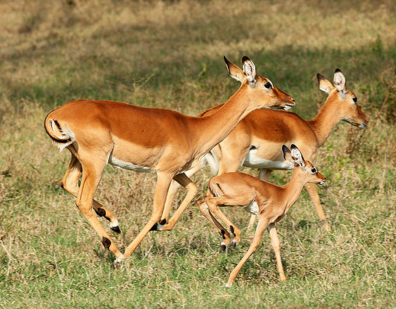 Laikipia