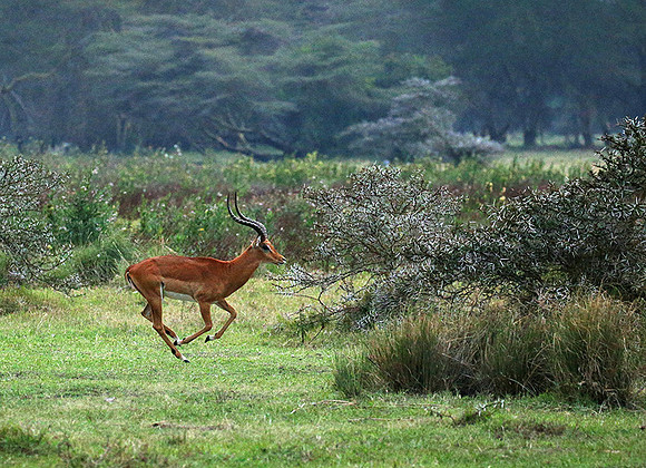 Laikipia