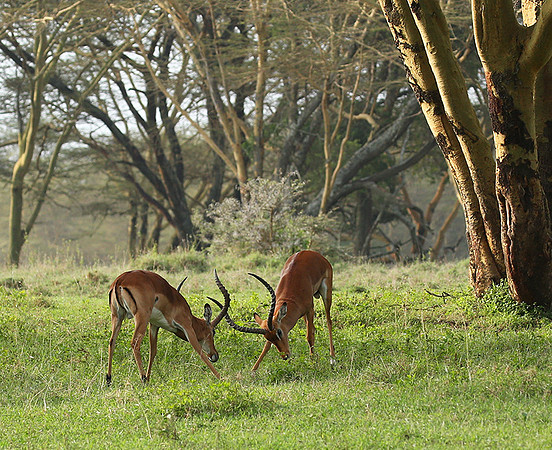 Laikipia