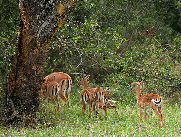 Laikipia