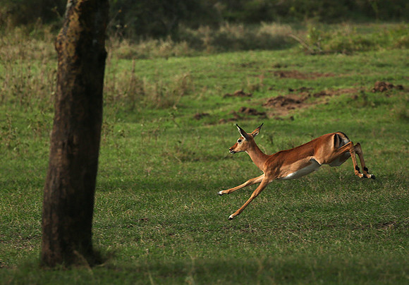 Laikipia