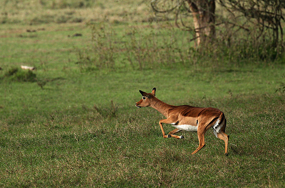 Laikipia
