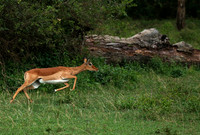 Laikipia