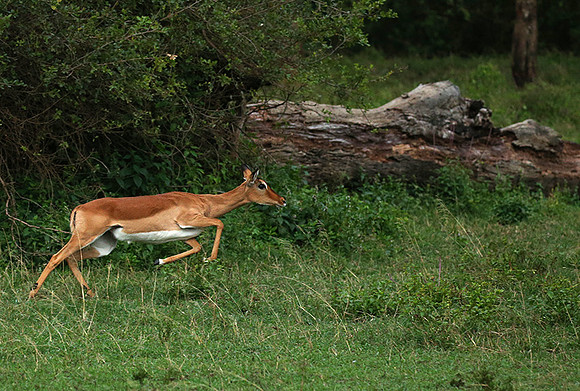 Laikipia