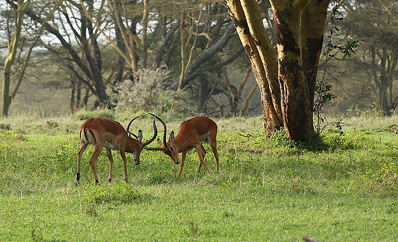 Laikipia