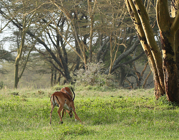 Laikipia