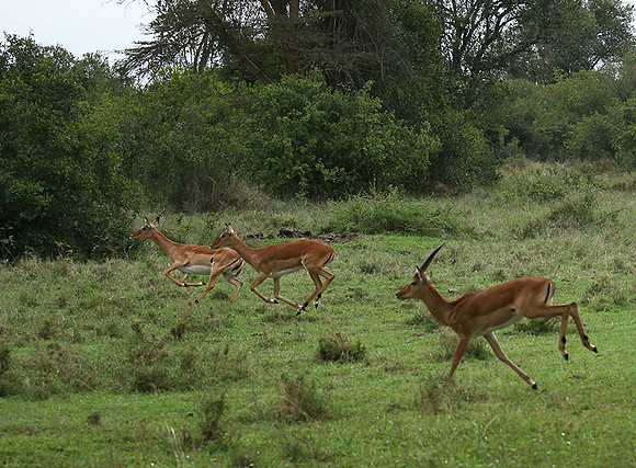 Laikipia