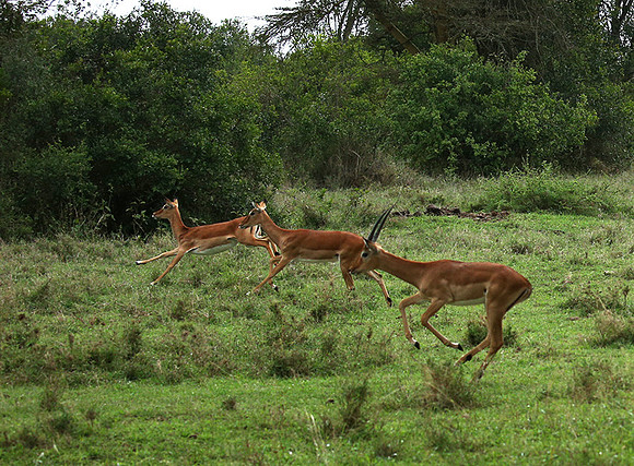 Laikipia